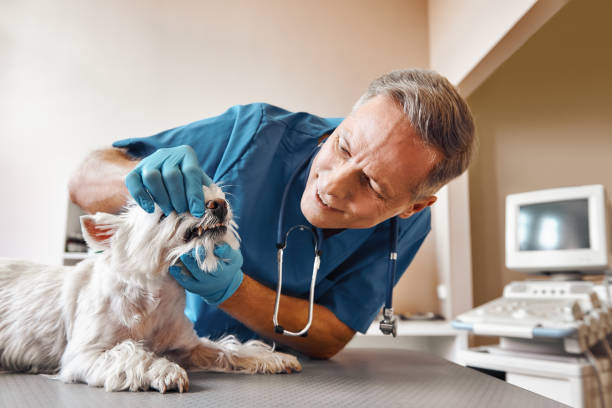 Best Emergency Tooth Extraction in Belfast, ME